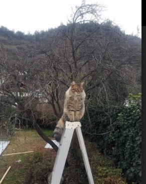 熊猫体育官方试玩-拉齐奥遭遇挫败，遗憾无缘下一轮，拉齐奥中文网全资讯