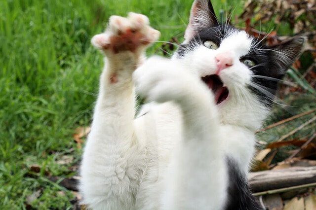 熊猫体育网站入口-精彩羽毛球比赛后球员泪洒赛场，羽毛球比赛结束感言经典句子