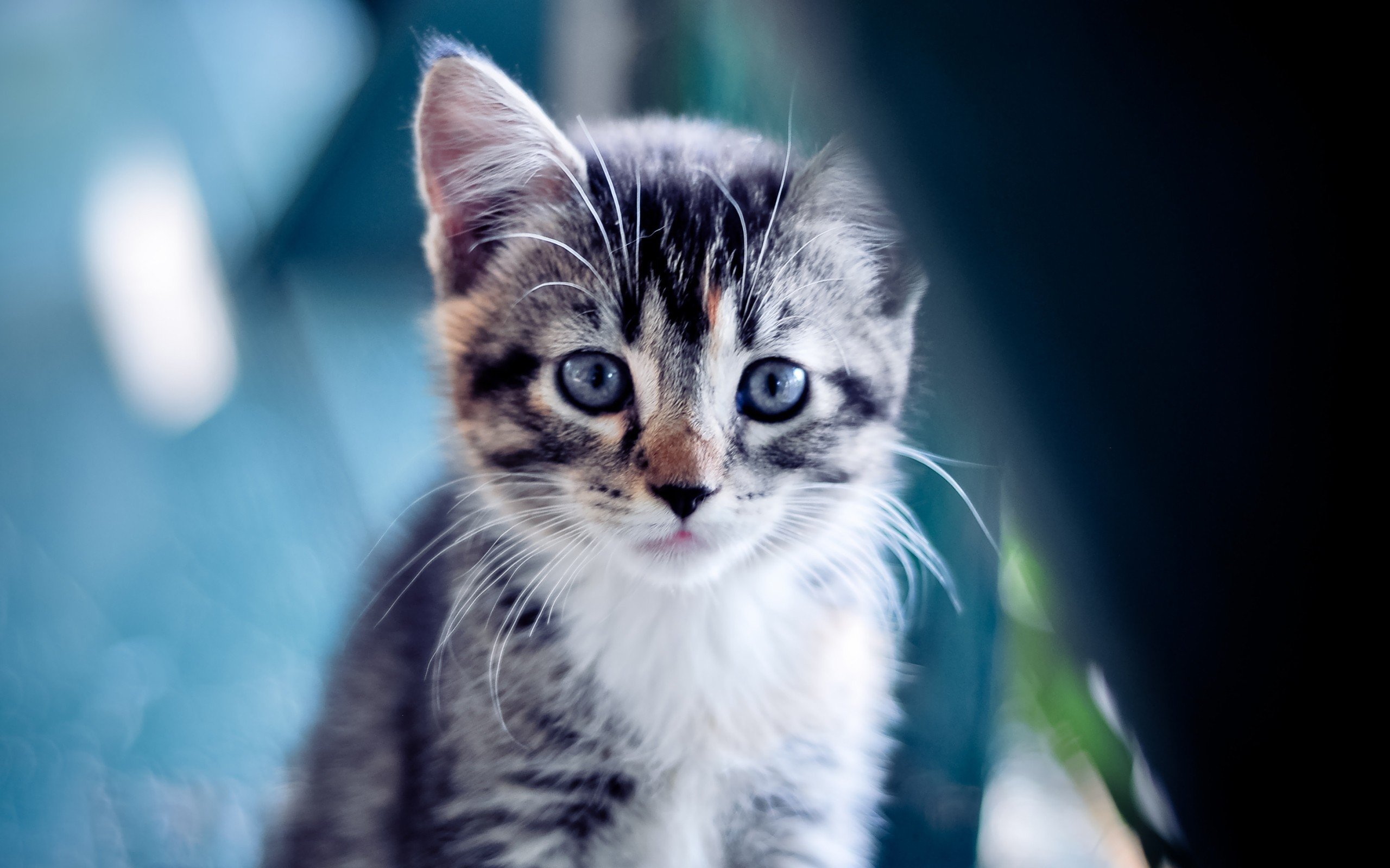 熊猫体育网页版-丹·卡特：用精准与果敢成就全黑队的伟大时代，丹尼尔卡特