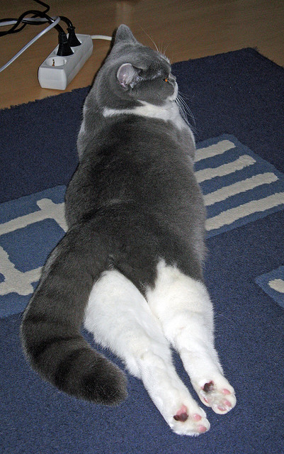 荷兰仰泳老将强势归来,荷兰游泳冠军