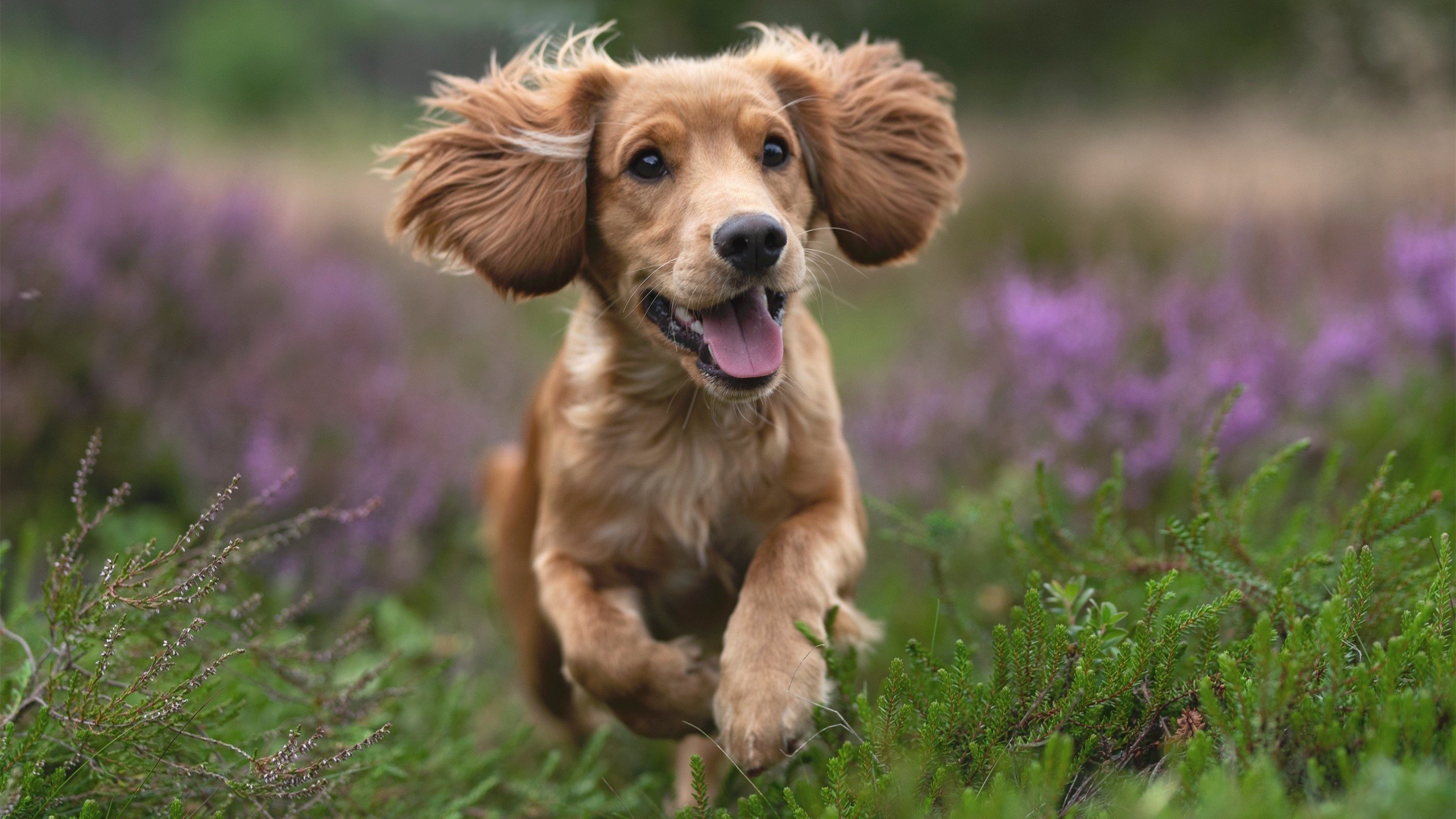 熊猫体育网页版-高校篮球开发线上课程平台扩大教学覆盖面，高校篮球教学现状分析与对策研究