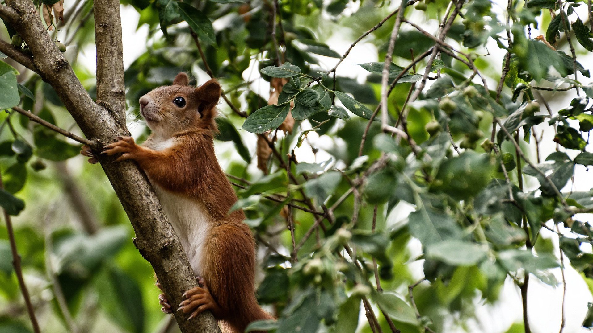 麦肯齐：凭借快速的节奏和精准的长传，他成为全黑队反击战术的核心
